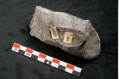 Foto (Seitenansicht) von Calamites communis Ettingshausen (NHMW-GEO-2024-0188-10960)